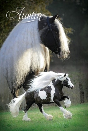 Meet Austin - A Horse That Will Leave You Breathless